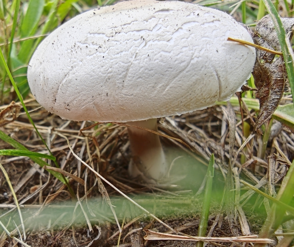 White Dapperling