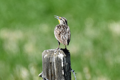 Western Meadowlark