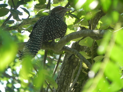 Asian Koel