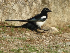 Pica pica