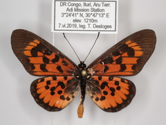 Acraea cepheus