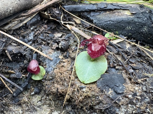 Corybas undulatus, 2026-06-16