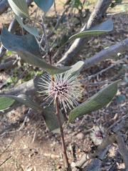Hakea laurina