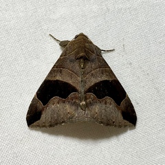 Bastilla solomonensis