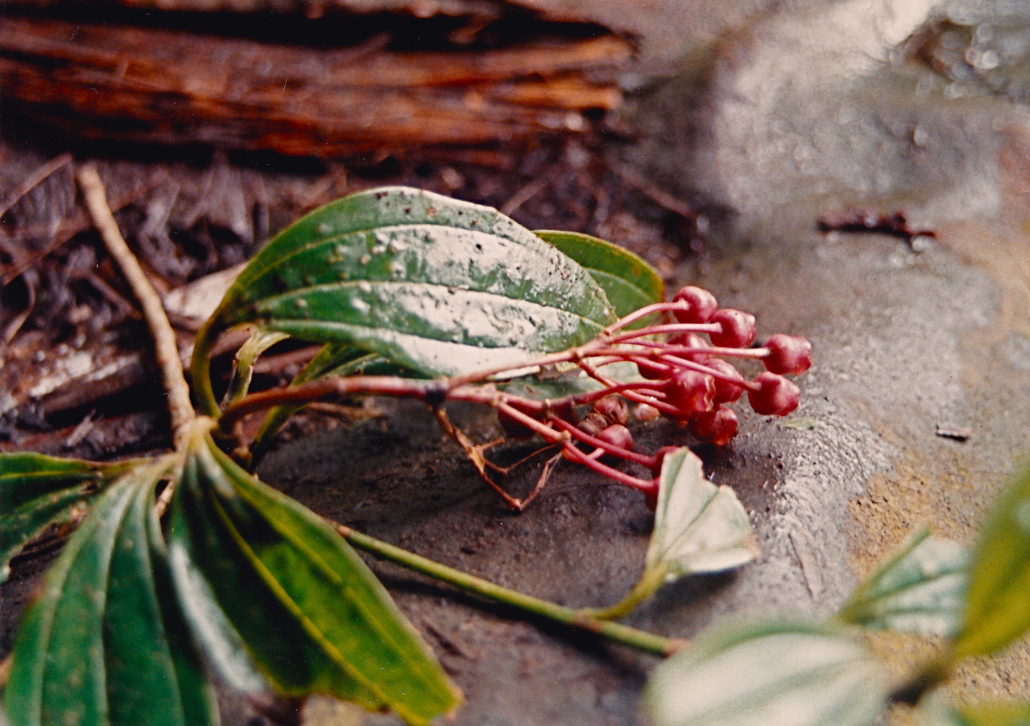 Astronidium ponapense