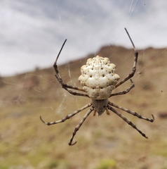 Argiope lobata