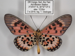 Acraea cepheus