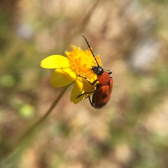 Androlyperus maculatus