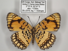 Byblia anvatara crameri