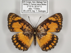 Byblia anvatara crameri