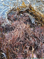 Melanthalia abscissa