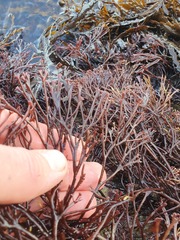 Melanthalia abscissa
