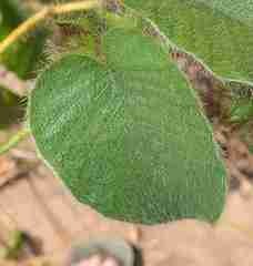 Argyreia capitiformis