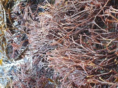 Melanthalia abscissa