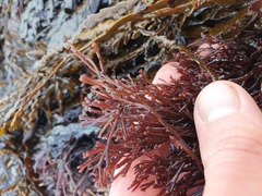 Melanthalia abscissa