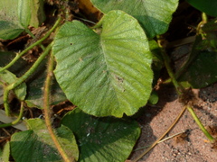 Argyreia capitiformis