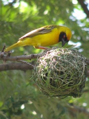 Ploceus velatus velatus