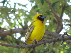 Ploceus velatus velatus