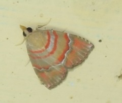 Nolasena ferrifervens