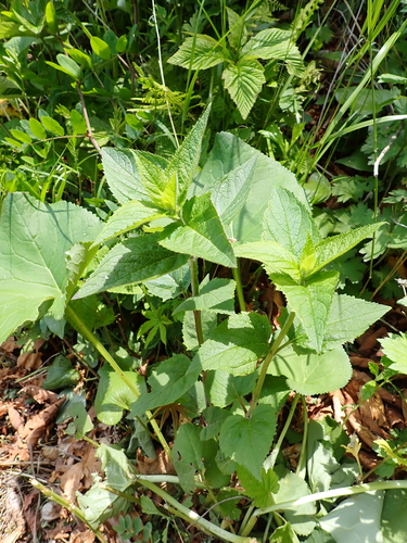 Scrophularia kakudensis iNat (2)