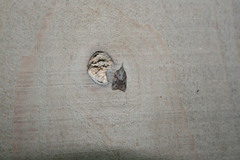 Platynota idaeusalis