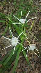 Hymenocallis liriosme