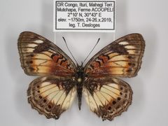 Junonia sophia sophia