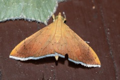 Hyalobathra