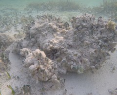 Eucidaris tribuloides