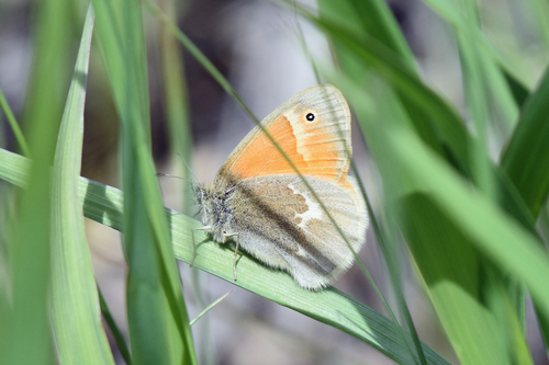 Common Ringlet