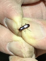 Pterostichus angustus