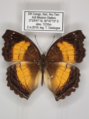 Junonia terea terea