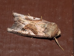 Phlogophora