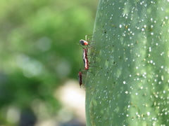 Hesperolabops gelastops