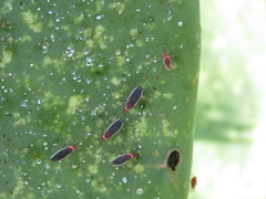 Hesperolabops gelastops