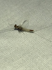Baetis bicaudatus