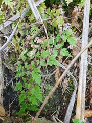 Pteris saxatilis