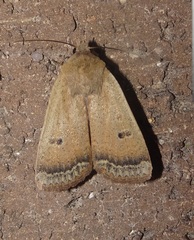 Abagrotis orbis
