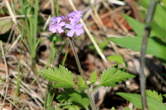 Glandularia canadensis