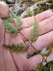 Pteris saxatilis