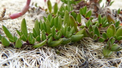 Wilsonia backhousei