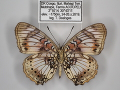 Junonia sophia sophia