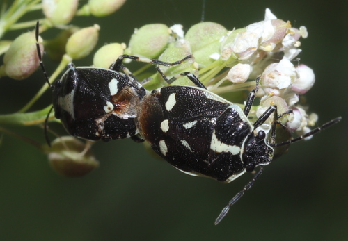Cabbage Bug