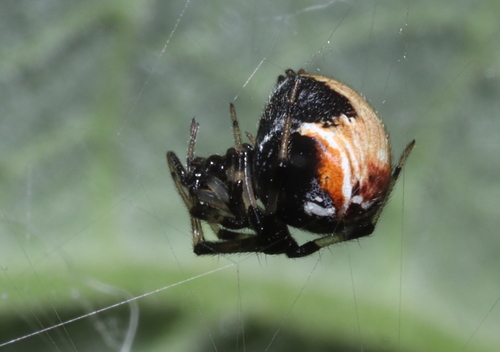 Parasteatoda lunata