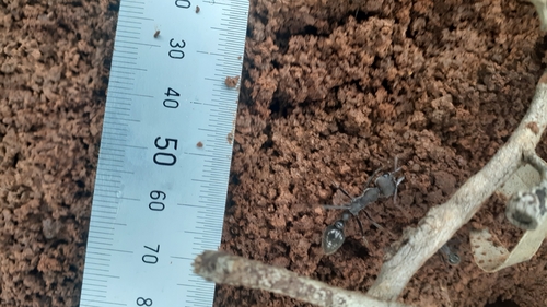 Inch Ant