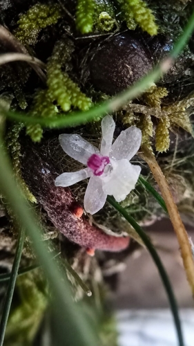 Isabelia virginalis