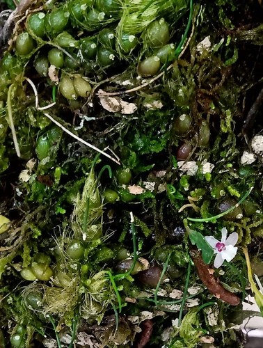 Isabelia virginalis, photograph 2