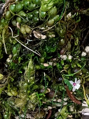 Isabelia virginalis, photograph (c) Paulo C. O. Cunha, some rights reserved (CC BY)