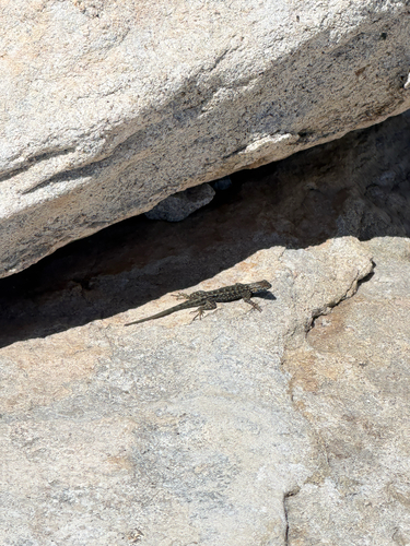 iNaturalist observation photo of Western Fence Lizard