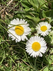 Bellis perennis